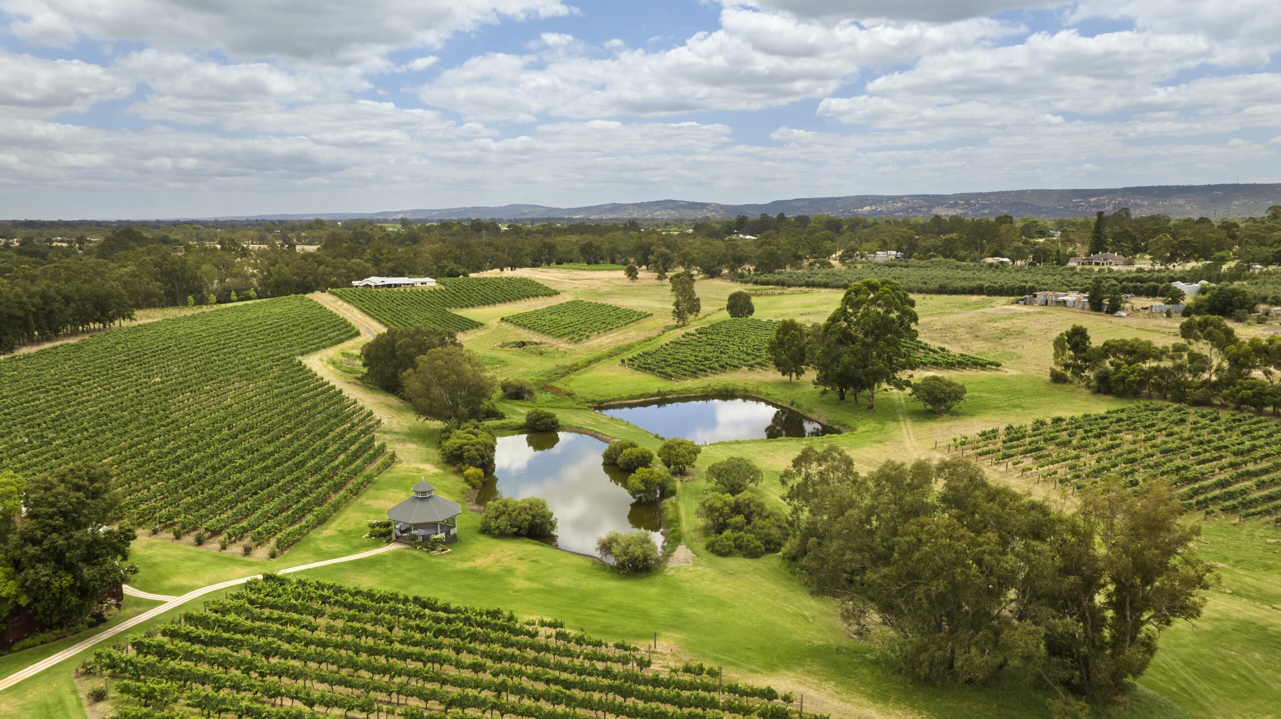 Vineyard in the Swan Valley wine region